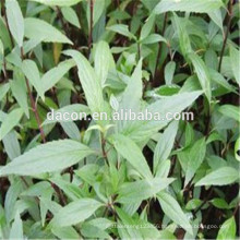 herba eupatorii extract powder